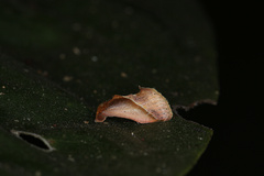 Arsacia