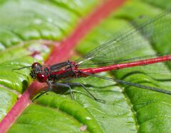 Pyrrhosoma nymphula