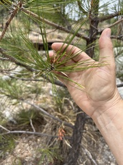 Pinus arizonica