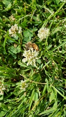 Apis mellifera