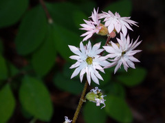 Lithophragma parviflorum