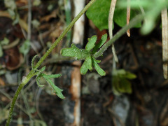 Lithophragma parviflorum