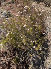 Eriogonum fasciculatum