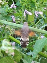 Macroglossum stellatarum