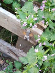 Macroglossum stellatarum