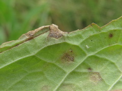 Peronospora verbasci