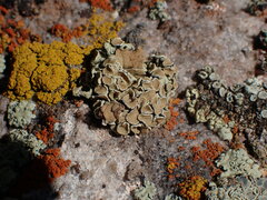 Protoparmeliopsis peltata