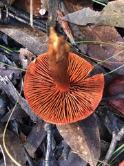 Cortinarius persplendidus