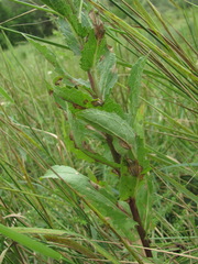 Peronospora verbasci