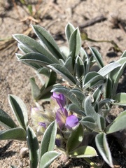Lupinus tidestromii
