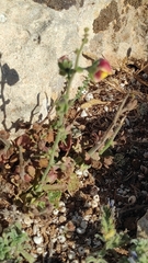 Verbascum erosum