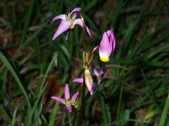 Primula tetrandra
