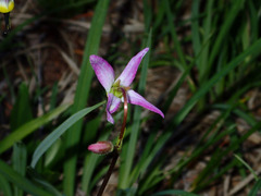 Primula tetrandra