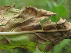 Peronospora verbasci