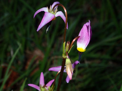 Primula tetrandra