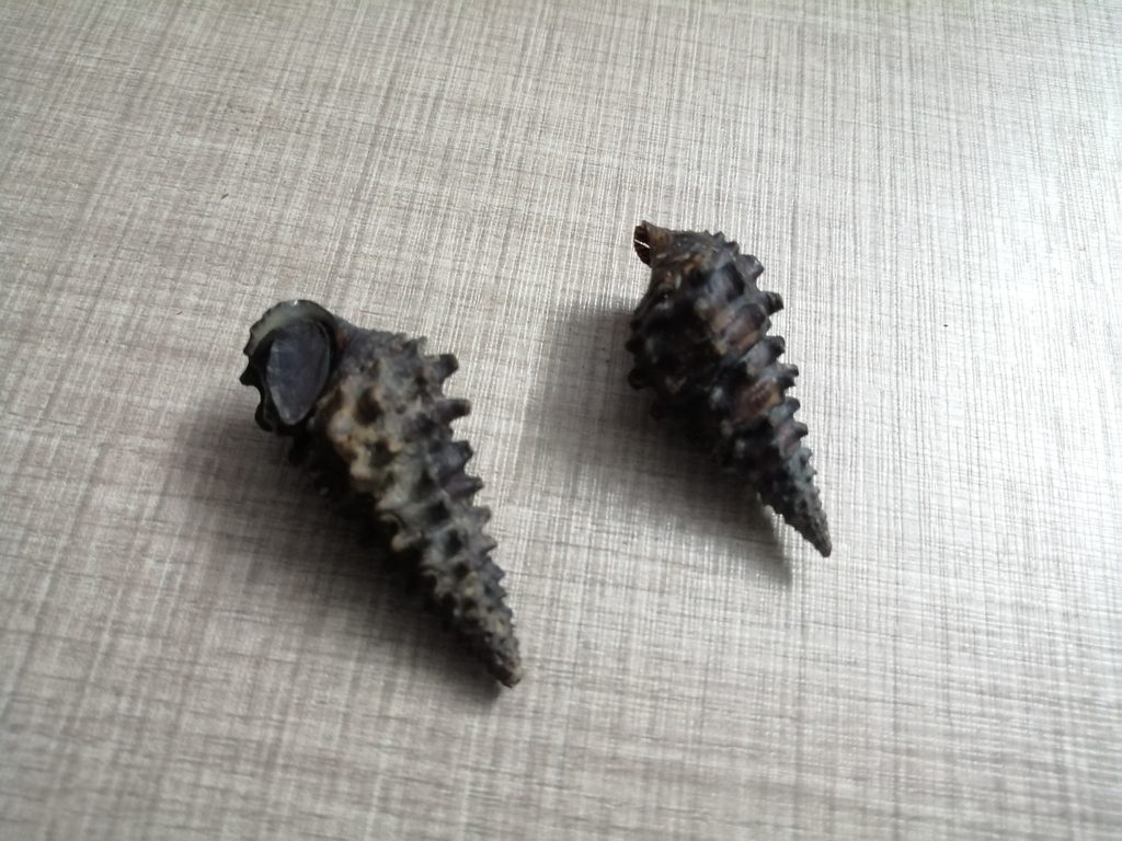 West African Freshwater Snail