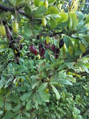Berberis vulgaris