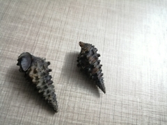 Pachymelania byronensis