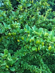Berberis vulgaris