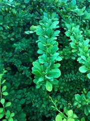 Berberis vulgaris