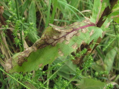 Peronospora verbasci