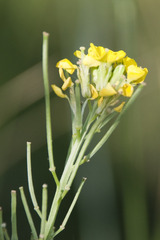 Erysimum odoratum