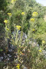 Erysimum odoratum