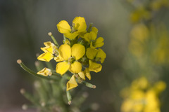 Erysimum odoratum