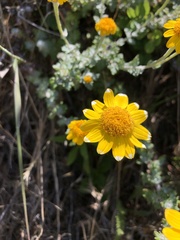 Eriophyllum lanatum achilleoides