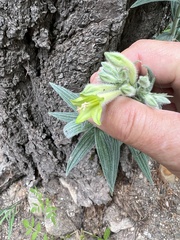 Lithospermum macromeria