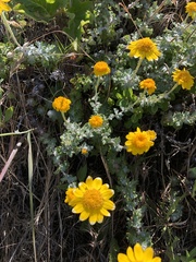 Eriophyllum lanatum achilleoides