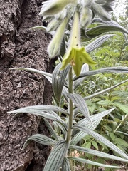 Lithospermum macromeria