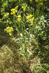 Erysimum odoratum
