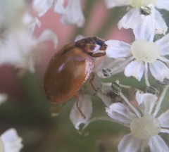 Adalia decempunctata