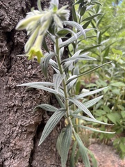 Lithospermum macromeria