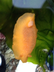 Doriopsilla albopunctata