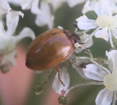 Adalia decempunctata