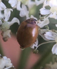 Adalia decempunctata