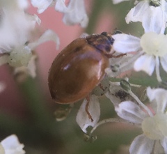 Adalia decempunctata