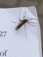 Coquillettidia perturbans