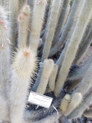 Cleistocactus hyalacanthus