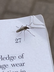 Coquillettidia perturbans