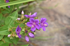 Rhynchanthera grandiflora