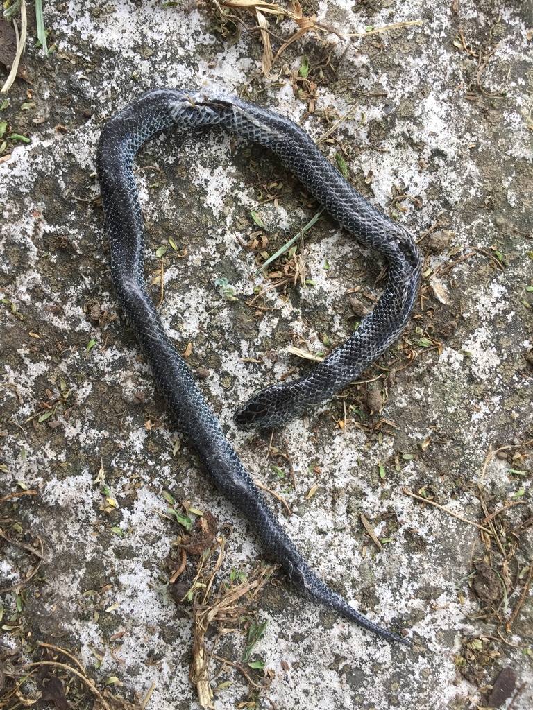 Western Jackson's Wolf Snake