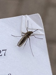 Coquillettidia perturbans