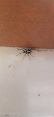 Textrix denticulata