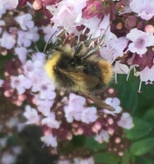 Bombus pratorum