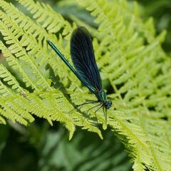 Calopteryx virgo