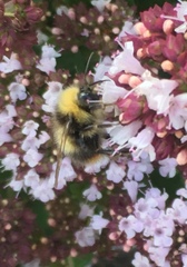 Bombus pratorum