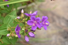 Rhynchanthera grandiflora